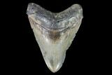 Fossil Megalodon Tooth - North Carolina #91336-1